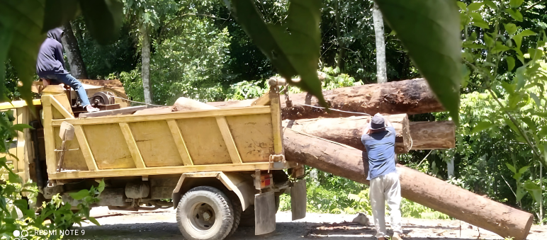 Le tribunal a envoyé un signal fort à la mafia du bois dans l’écosystème de Leuser Deux hommes chargent des grumes sur un camion