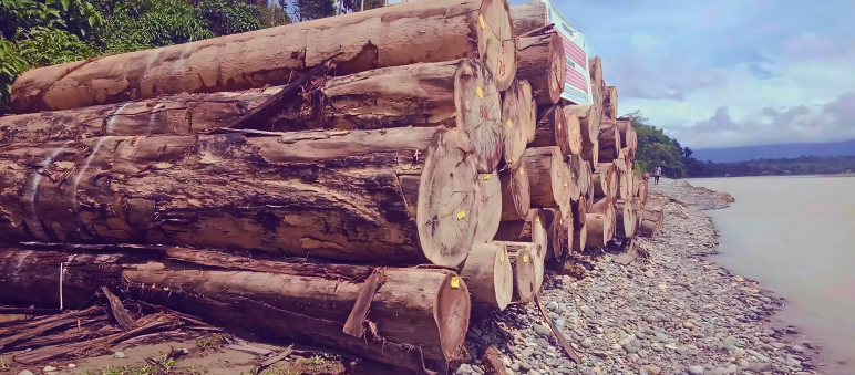 Le bois saisi par les autorités était déjà étiqueté pour être mis en vente Troncs d’arbres épais empilés sur la rive d’un fleuve