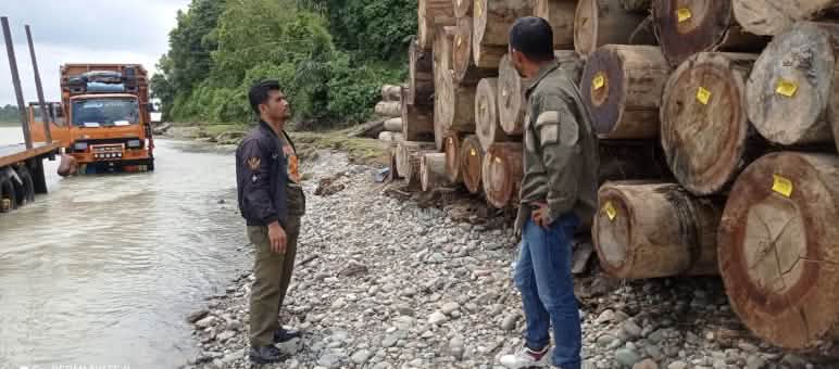 Bois tropical abattu illégalement dans l’écosystème de Leuser Deux hommes devant un tas de troncs d’arbres et un camion