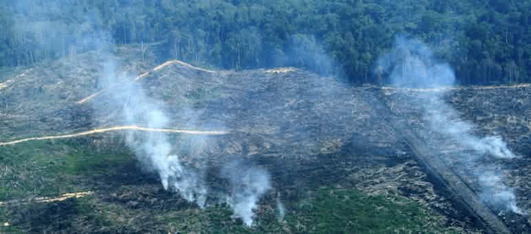 Plus de 100 incendies ont été allumés dans la forêt de Tripa Culture sur brûlis dans la tourbière de Tripa