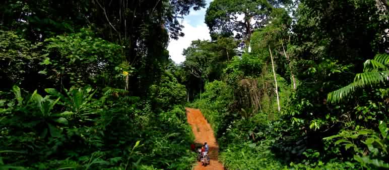 Les routes menant à des forêts auparavant inaccessibles sont souvent le point de départ de destructions à grande échelle Une piste en plein cœur de la forêt tropicale dans le Parc national de Cross River