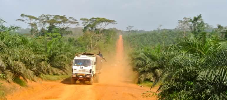 La forêt tropicale, dont l’habitat des chimpanzés, a été détruite au profit des plantations de palmiers à huile au Liberia Un camion traverse une plantation de palmiers à huile au Liberia