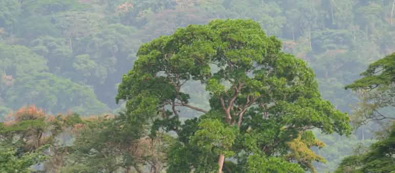 Le projet d’autoroute menaçait l’habitat des gorilles au Nigeria Forêt tropicale à Afi Mountain au Nigéria