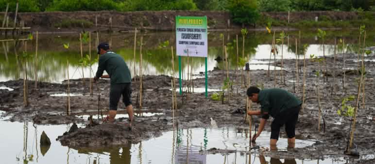 « Les mangroves sont notre vie, elles donnent protection et espoir. » Sauvons la forêt finance le reboisement du marais de Paya Nie Deux hommes travaillant à la restauration du  marais de Paya Nie grâce à des plants de mangrove