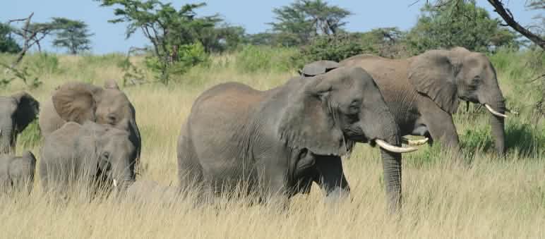La protection des animaux ne doit pas être achetée au prix de violations des droits de l’homme Troupeau d’éléphants dans le Serengeti
