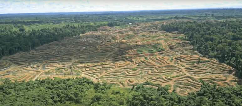 Coupe rase à Sorong par les entreprises d’huile de palme Photo aérienne, prise par drone, de zones forestières défrichées à Sorong en Papouasie occidentale