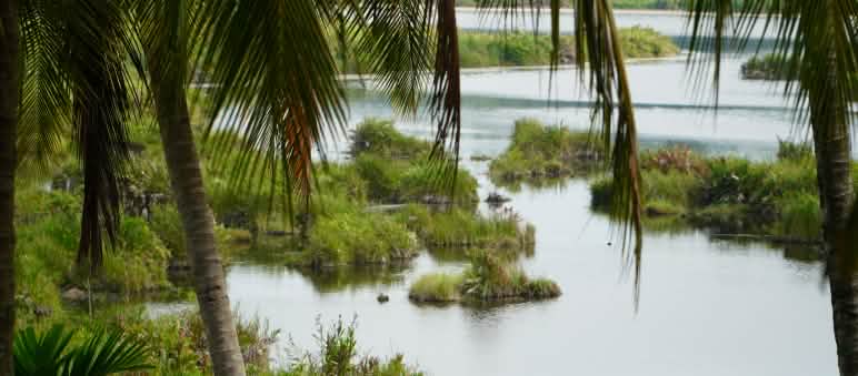 Le marais de Paya Nie est protégé par des lois indigènes strictes Vue en contre-plongé sur la zone marécageuse de Paya-Nie (Sumatra)