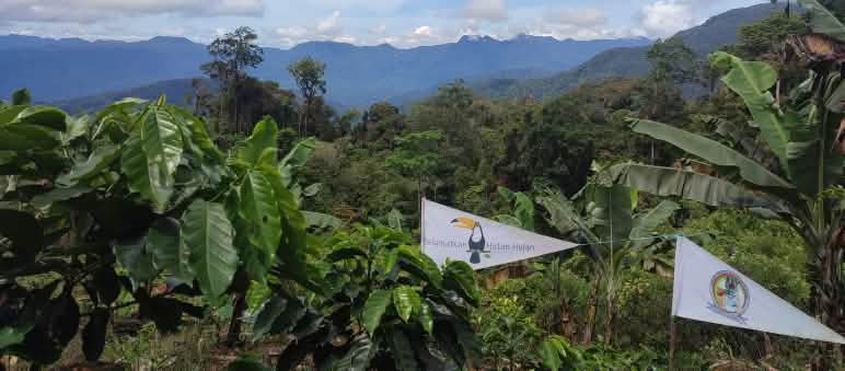Sauvons la forêt et les Tigres de Pining travaillent ensemble à la sauvegarde de l’écosystème de Leuser Pépinière des indigènes Gayo de Pining dans l’écosystème de Leuser