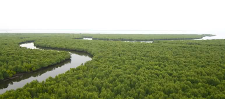 Les forêts de mangroves qui subsistent à Sumatra ont besoin d’une protection stricte Vue aérienne sur une rivière serpentant au milieu d’une forêt de mangrove