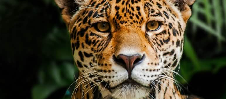 La "selva maya" est le foyer du jaguar, une forêt intacte est essentielle à sa survie Jaguar dans la Réserve biologique Indio Maíz au Nicaragua