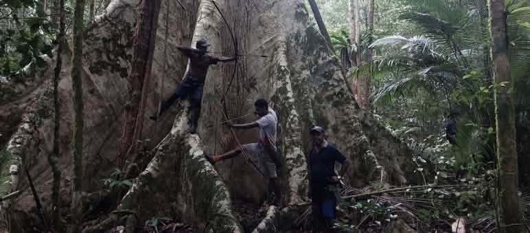 Les activistes de l’organisation Urai Uni protègent les forêts des îles Aru Trois hommes au pied d’un arbre géant