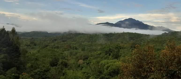 Les Dayak Tomun luttent pour la préservation de la forêt de montagne de Bornéo Panorama de la forêt tropicale sur une montagne