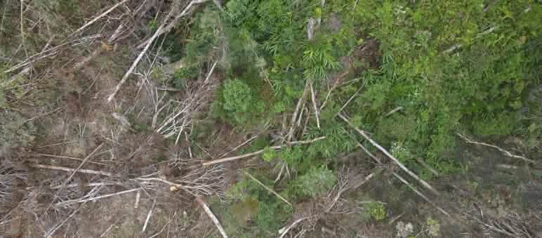 Déforestation pour l’exploitation du nickel par le géant minier brésilien Vale aux Célèbes Déforestation pour la mine de nickel du géant minier brésilien  PT Vale