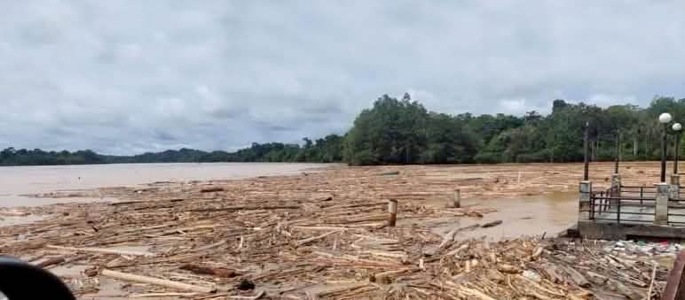 En Malaisie, la rivière Baleh est bloquée par les troncs d’arbres Spectacle de désolation : des grumes flottent sur une rivière à l’eau marron