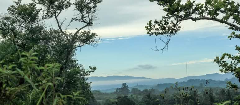La bioéconomie ne doit pas provoquer le pillage des forêts L’aire protégée de Morowali aux Célèbes