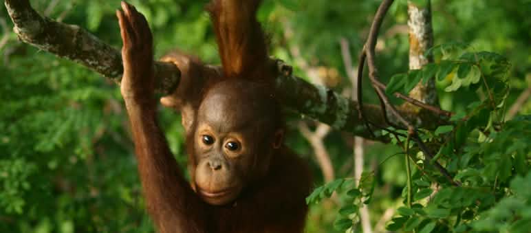 La forêt tropicale de Bornéo est l’habitat des derniers orangs-outans Plan rapproché sur un bébé orang-outan dans la forêt tropicale à Bornéo