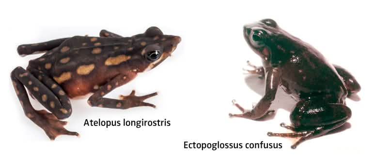 Ces deux espèces menacées d’amphibiens ont constitué une base importante pour la décision du tribunal et sont un symbole de l’opposition à l’exploitation minière dans la région d’Intag Photomontage de deux espèces menacées d’amphibiens, paru dans le bulletin trimestriel Regenwald Report 1-21