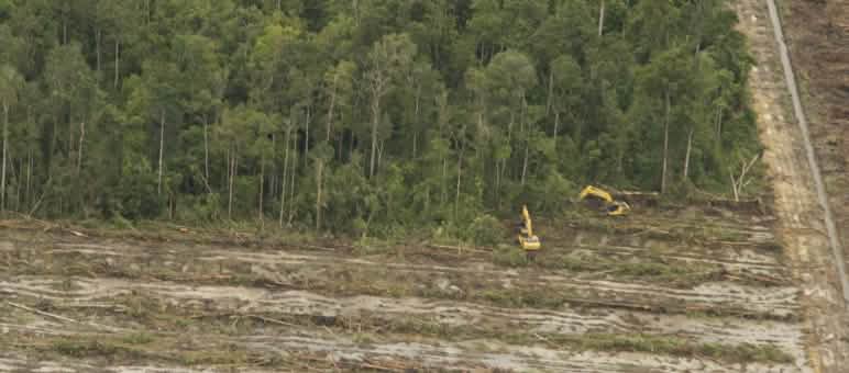 Déforestation pour l’huile de palme