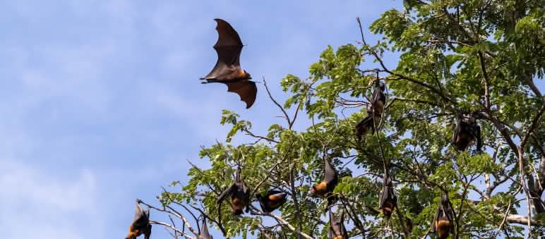 Catastrophe climatique et Covid-19 sont liés Roussette volant dans la forêt