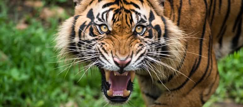 Non à la fragmentation de l’habitat du tigre de Sumatra ! Tigre de Sumatra menaçant