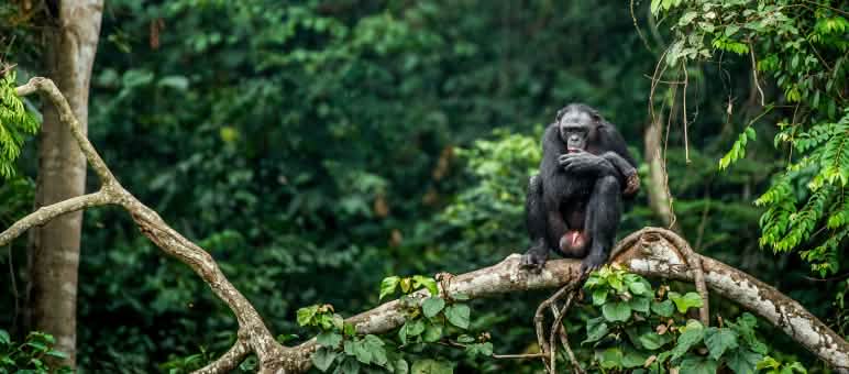Les bonobos vivent exclusivement au cœur du bassin du Congo Bonobo assis sur la branche d’un arbre en République Démocratique du Congo