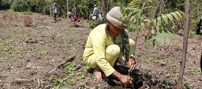 Les indigènes Batak mettent en terre de nouveaux cèdres issus de leur forêt primaire Une femme accroupie plante un cèdre, de la famille des Méliacées