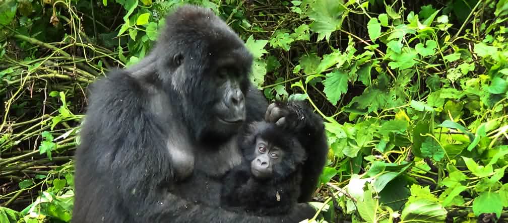L’exploration pétrolière mettrait en danger les gorilles du Parc national des Virunga Un gorille et ses petits à Virunga