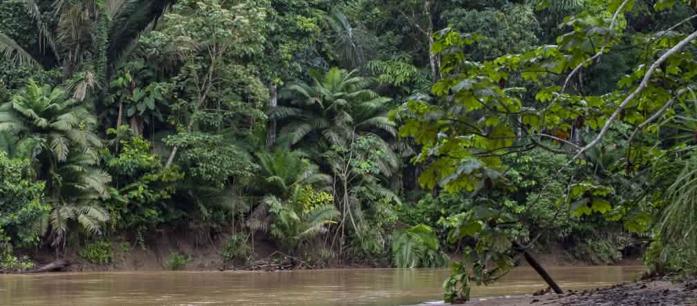 Aidez-nous à préserver Yasuni ! Cours d’eau dans la forêt tropicale du parc national Yasuní