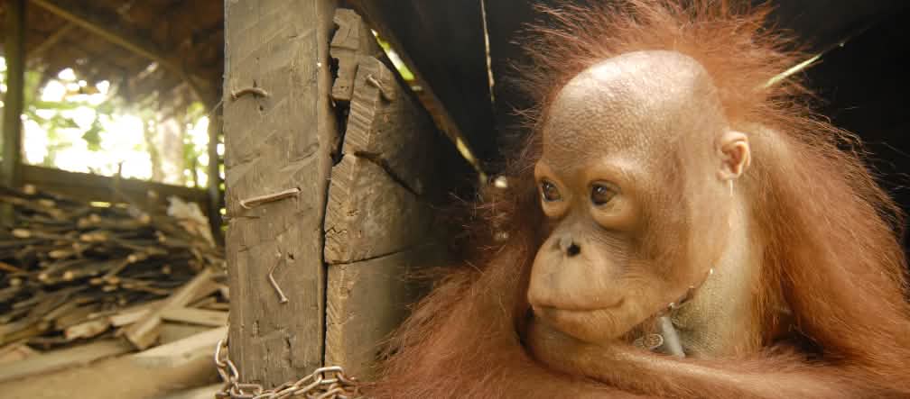 La mère de ce jeune orang-outan a été tuée dans les plantations de palmiers à huile