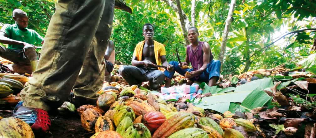 Travailleurs sur une plantation de cacao
