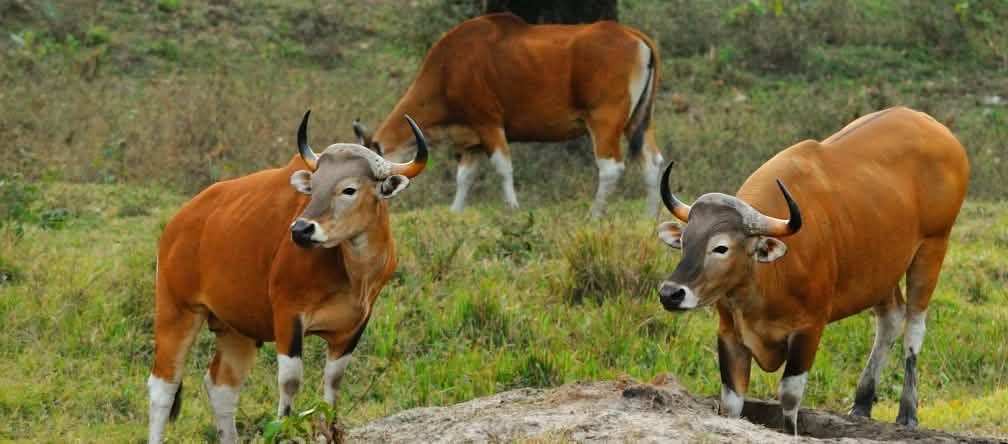 Le banteng de Birmanie, une sous-espèce de bovin sauvage menacée, vit dans les forêts tropicales du Cambodge, de Birmanie, de Thaïlande et du Vietnam Des bovins sauvages roux paissent dans un pré