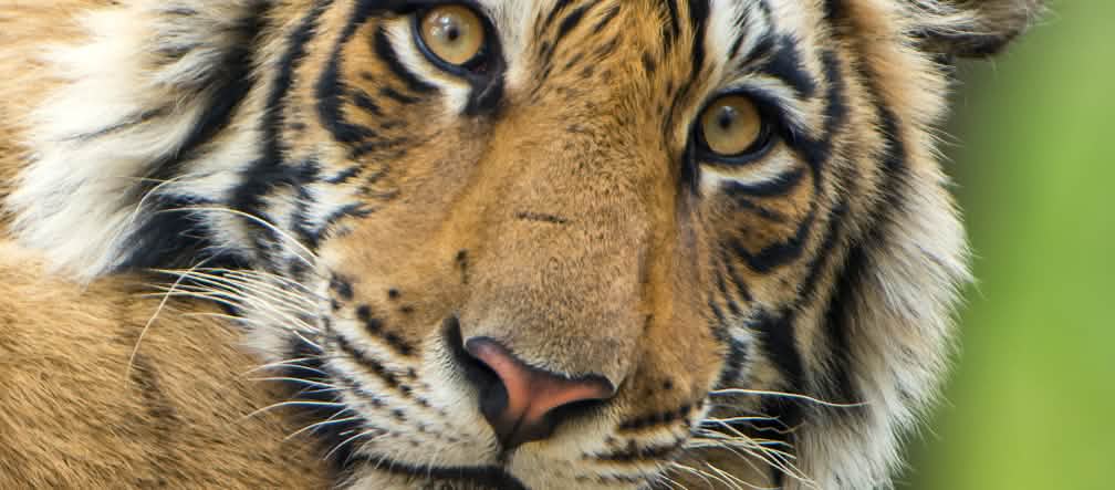 L’unesco alerte aussi sur la destruction de l’habitat du tigre du Bengale Tigre du Bengale