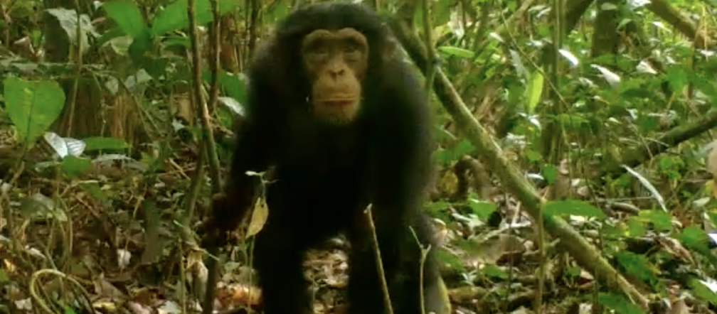Elles sont l’habitat de chimpanzés, dont l’espèce est menacée d’extinction Chimpanzé dans le parc national de Grebo-Krahn au Libéria