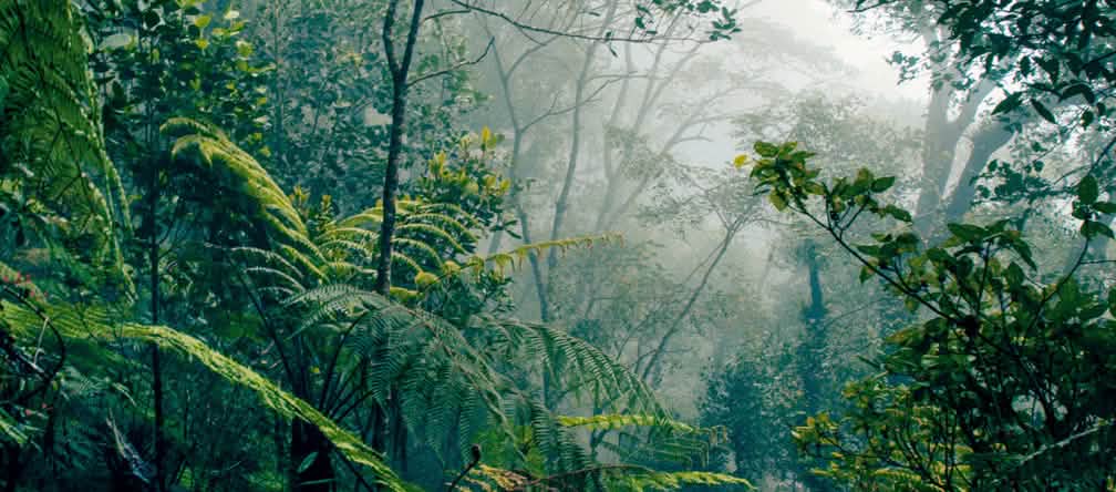 Les forêts stockent d’énormes quantités de carbone et régulent le cycle de l’eau. Leur sauvegarde au niveau mondial est essentielle pour la protection du climat. Forêt tropicale de Bornéo
