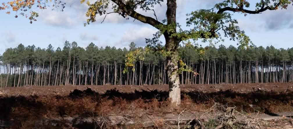 Absurdité d’un projet de compensation carbone dans le département de la Vienne, en France : la forêt naturelle de feuillus a été abattue, à l’exception d’un chêne, afin de pouvoir planter de nouveaux arbres Un chêne est isolé au milieu d’une zone coupée à blanc, avec une monoculture de pins en arrière-plan