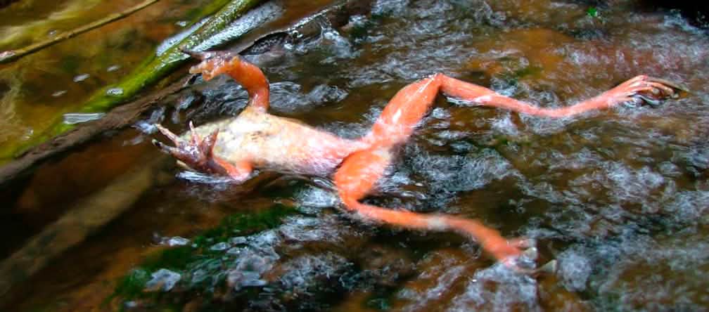 La chytridiomycose est une maladie infectieuse fatale provoquant la disparition massive des amphibiens Une grenouille infectée par les chytrides