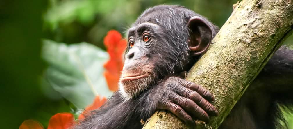 Les forêts du Libéria offrent un habitat aux chimpanzés Chimpanzé au Libéria
