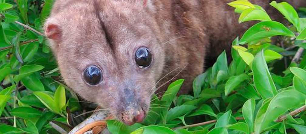 Il en va de la survie du couscous de Woodlark en Océanie Un couscous de Woodlark, petit marsupial endémique à l’île de Papouasie-Nouvelle-Guinée, regarde apeuré.