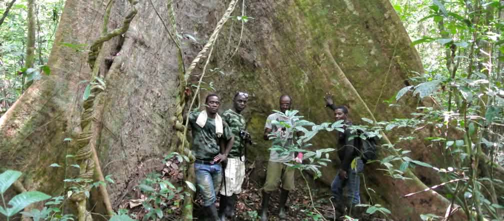 Le parc national de Sapo abrite des arbres géants au Libéria Des collaborateurs de la Wild Chimpanzee Foundation (WCF) et des écogardes posent au pied d’un arbre géant dans le parc national de Sapo au Libéria