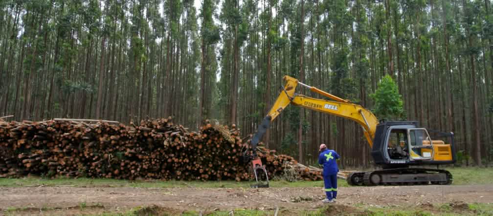 Les plantations d’arbres ne sont pas des forêts ! Les eucalyptus sont abattus après seulement quelques années, comme ici en Afrique du Sud Récolte dans une plantation d’eucalyptus en Afrique du Sud