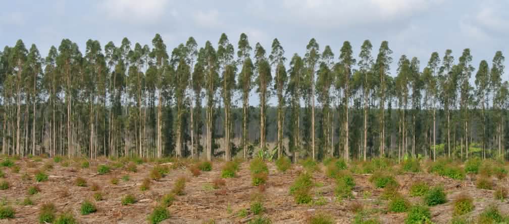 Les plantations d’arbres sont des déserts verts sans aucune valeur écologique Une monoculture d’arbres en Afrique du sud