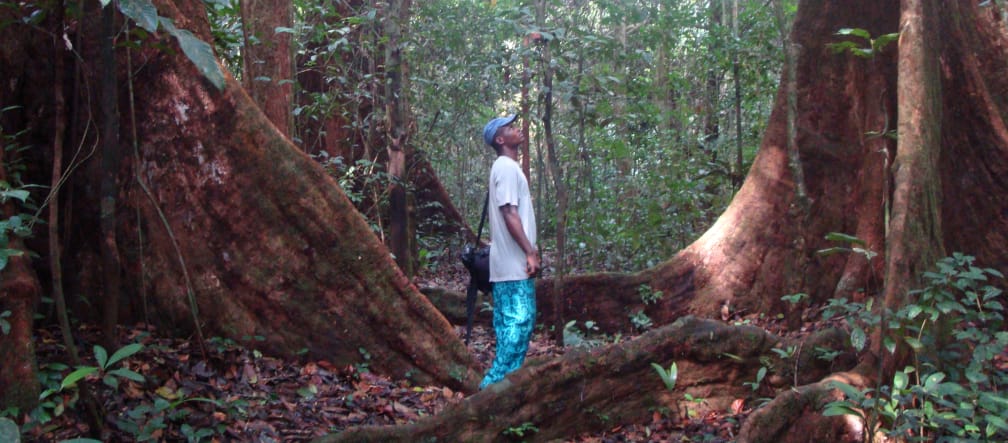 La forêt équatoriale est menacée par un nouveau projet au Cameroun Un homme entre deux arbres géants dans la forêt équatoriale au Cameroun