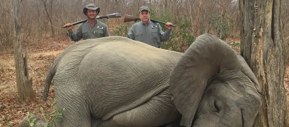 Chasse touristique : des sommes à cinq chiffres pour avoir le droit d’abattre un éléphant Éléphant tué par des chasseurs "en légitime défense" au Zimbabwe