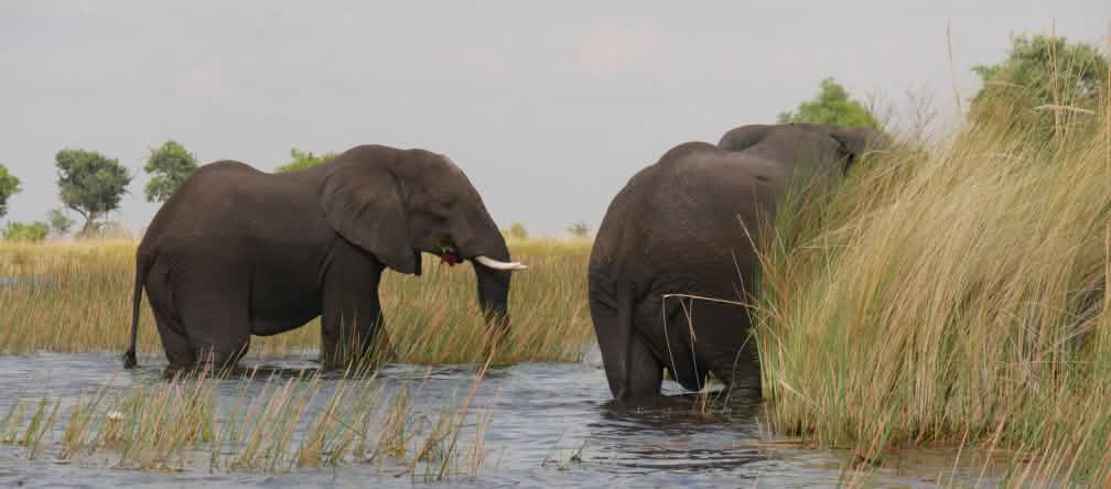 Le Botswana voisin est connu pour son importante population d’éléphants Eléphants dans le delta de l’Okavango au Botswana