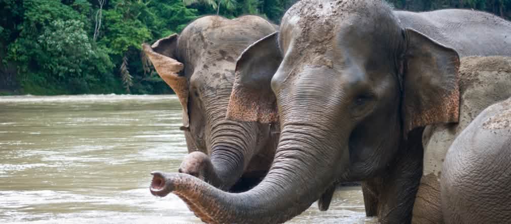 L’habitat des animaux est détruit pour le papier, le carton et la cellulose Des éléphants de Sumatra se baignent dans un fleuve