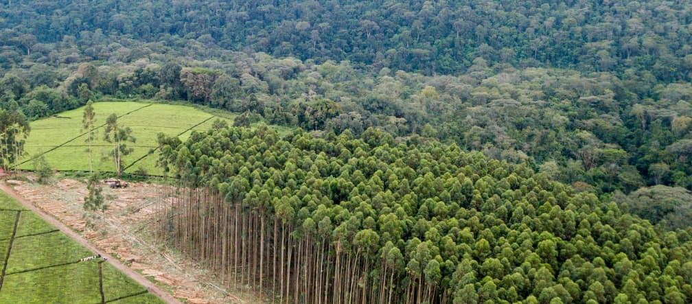 La forêt est un écosystème complexe et non une monoculture industrielle d’arbres Plantation monoculture d’eucalyptus dans la forêt de Mau au Kenya
