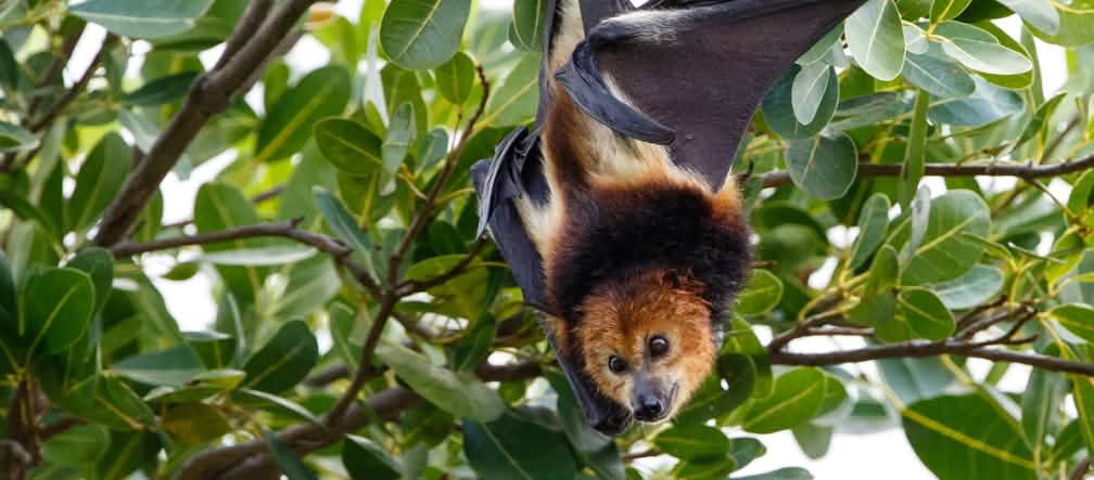 Les producteurs de fruits de l'île Maurice abhorrent les chauves-souris frugivores Une roussette noire (Pteropus Niger), espèce de chauve-souris endémique à l’île Maurice, suspendue à un arbre.
