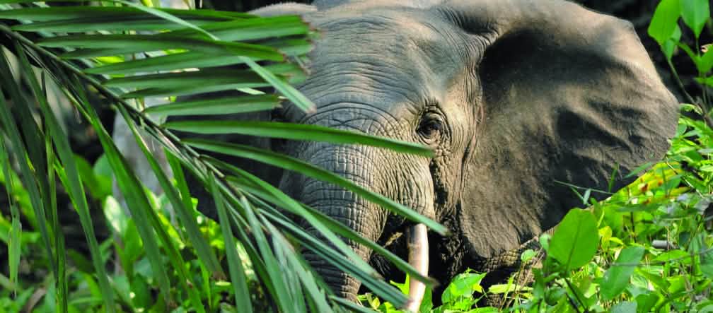 Les braconniers tuent des milliers d’éléphants chaque année