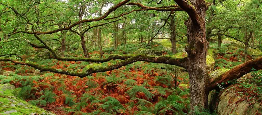 Fontainebleau est l'une des cinq forêts de protection classées en Ile-de-France Chêne dans la forêt de Fontainebleau