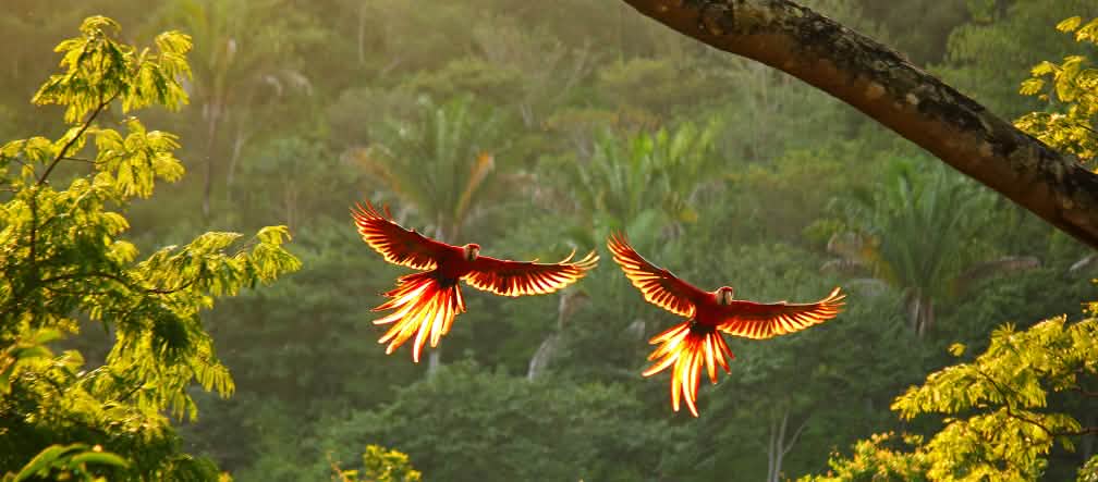 Deux aras rouges volent, ailes déployées, au-dessus de la forêt tropicale